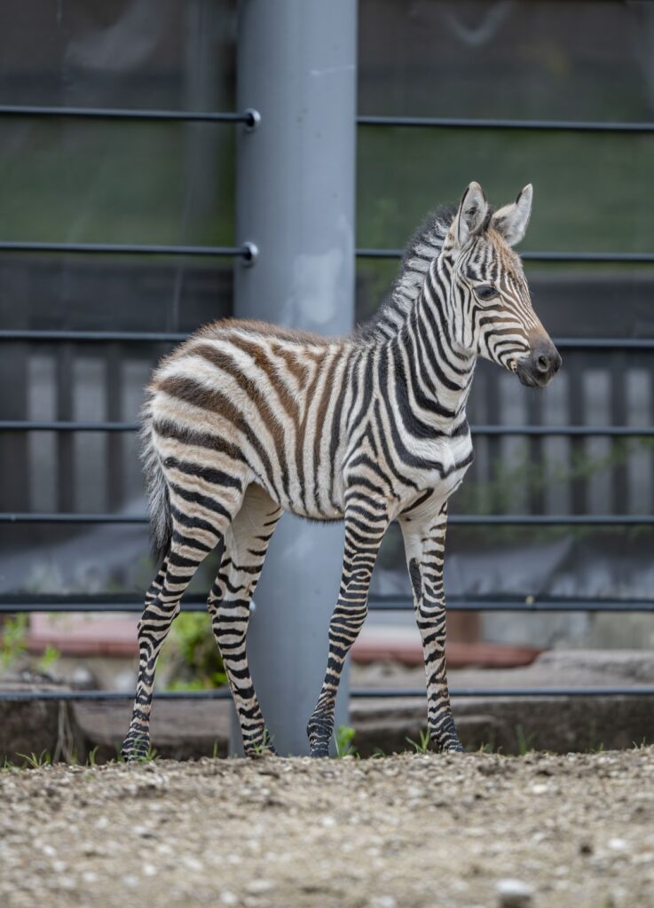 Zebra foal standing in her outdoor habitat