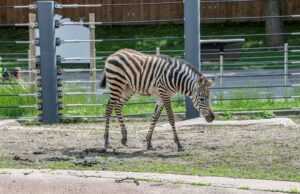 Zebra foal Mistari standing in her outdoor habitat