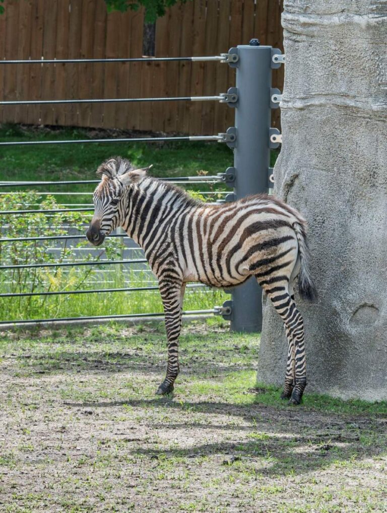 Zebra foal Mistari standing in her outdoor habitat
