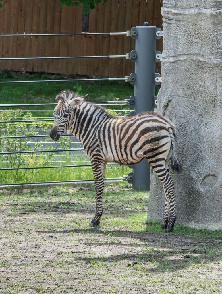 Zebra foal Mistari standing in her outdoor habitat