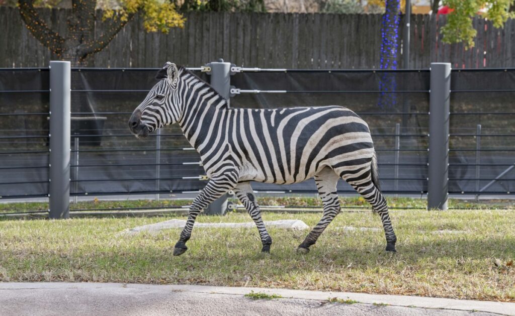 Zebra Thelma in the new outdoor habitat