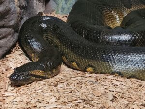An anaconda slithering on the floor of its indoor habitat