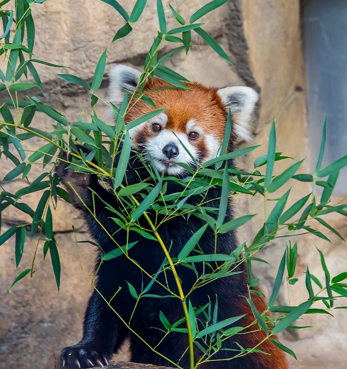 Zoológico Milwaukee #zoo com muitas atrações (teleférico + trem) e  churrascaria fechando noite 🇧🇷 